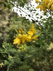 Genista maderensis image