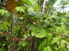 Rhynchosia phaseoloides