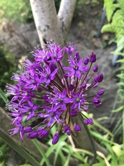 Allium giganteum