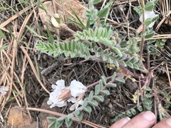 Astragalus parryi