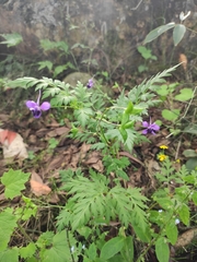Delphinium anthriscifolium