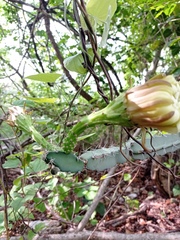 Acanthocereus chiapensis