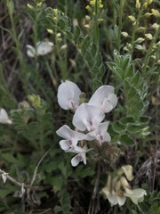 Astragalus parryi