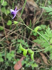Delphinium anthriscifolium
