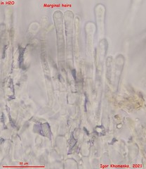 Lachnum brevipilosum