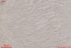 Lachnum brevipilosum