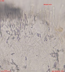 Lachnum brevipilosum