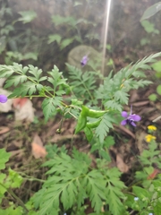 Delphinium anthriscifolium