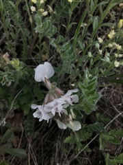 Astragalus parryi