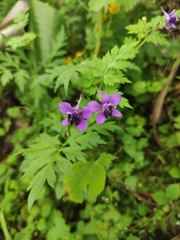 Delphinium anthriscifolium