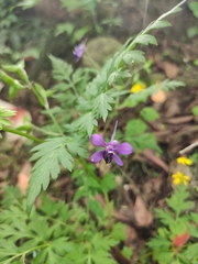 Delphinium anthriscifolium
