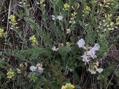 Astragalus parryi