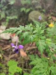 Delphinium anthriscifolium