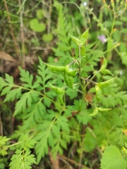 Delphinium anthriscifolium