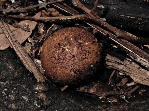 Geastrum