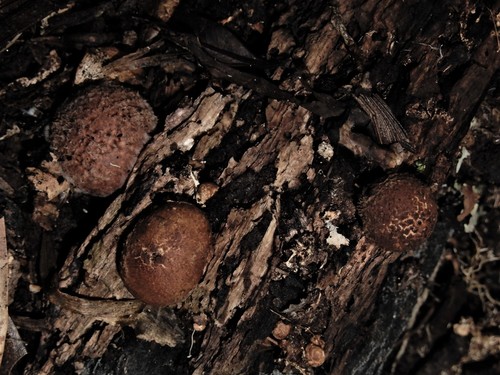 Geastrum (Photo 2 of 5)