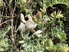 Astragalus parryi