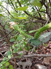 Acanthocereus chiapensis