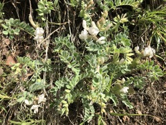 Astragalus parryi