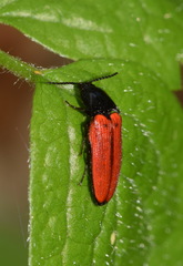 Ampedus sanguineus