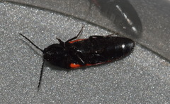 Ampedus sanguineus