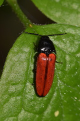 Ampedus sanguineus