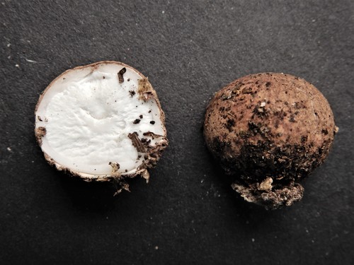 Geastrum (Photo 3 of 5)