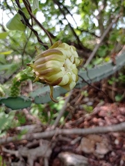 Acanthocereus chiapensis