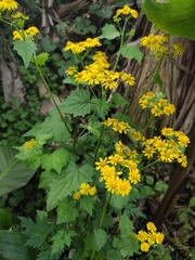 Sinosenecio oldhamianus