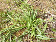 Spiranthes romanzoffiana