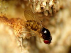 Mycodrosophila dimidiata