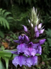 Dactylorhiza foliosa image