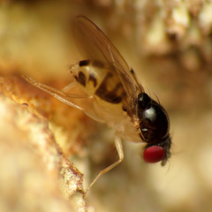 Mycodrosophila dimidiata