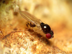 Mycodrosophila dimidiata