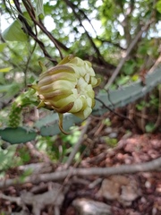 Acanthocereus chiapensis