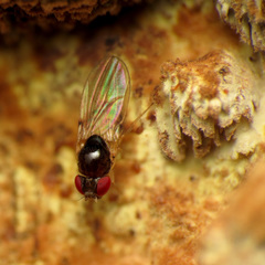 Mycodrosophila dimidiata