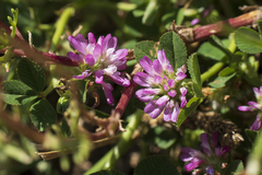 Trifolium resupinatum