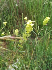 Biscutella auriculata