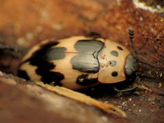 Ischyrus quadripunctatus