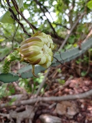Acanthocereus chiapensis