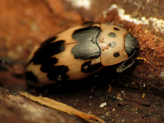 Ischyrus quadripunctatus