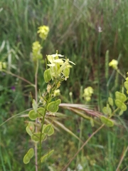 Biscutella auriculata
