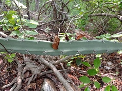 Acanthocereus chiapensis