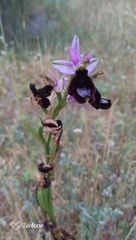 Ophrys bertolonii bertolonii