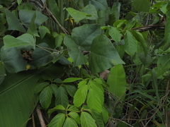 Rhynchosia phaseoloides