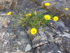 Calendula suffruticosa