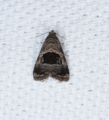 Tripudia rectangula
