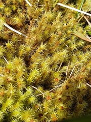 Breutelia chrysocoma