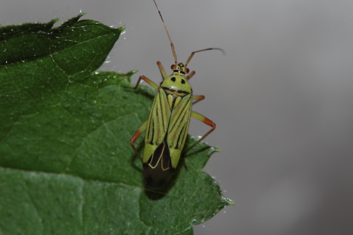 Mermitelocerus schmidtii