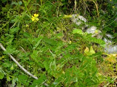 Securigera securidaca